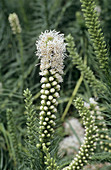 Gayfeather flowers (Liatris spicata)