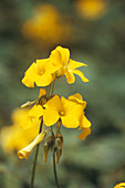 Bermuda buttercup flowers