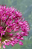 Allium 'Purple Sensation' flowers
