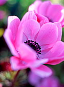 Florist's anemone flower