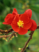 Quince 'Cardinalis' flower