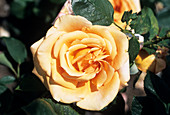 Rose 'Warm Wishes' flower
