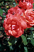 Rose 'Piccolo' flowers