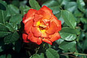 Rose 'Poppy Flash' flower
