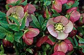 Lenten rose 'Combe Fishacre' flowers