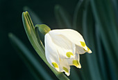 Leucojum vernum flower