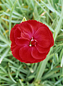 Carnation Dianthus 'Cheryl'