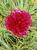 Carnation (Dianthus 'Devon Magic')