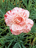 Carnation (Dianthus 'Haytor Rock')