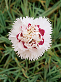 Carnation (Dianthus 'Lady Madonna')