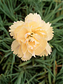 Carnation (Dianthus 'Devon Cream')