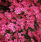 Azalea (Rhododendron sp.)