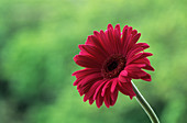 Pink gerbera flower