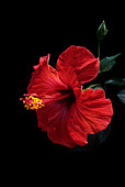 Rose of China (Hibiscus rosa-sinensis)