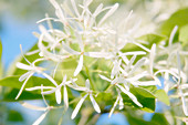 White fringe tree (Chianthus virginicus)