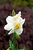 Poppy (Meconopsis betonicifolia)