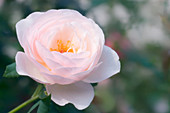 Rose (Rosa 'Heritage')