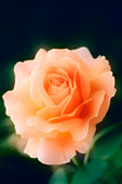 Apricot rose (Rosa sp.)