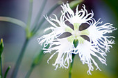 White carnation flower