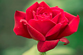 Rose (Rosa 'Black Magic')