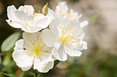 Garden rose (Rosa 'Darlows Enigma')
