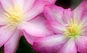 Clematis flowers (Clematis sp.)