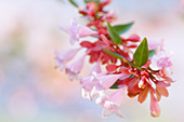 Glossy abelia (Abelia x Grandiflora)