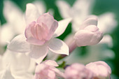 Common lilac (Syringa vulgaris 'Nadezhda'