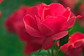 Shrub rose (Rosa 'Knockout')