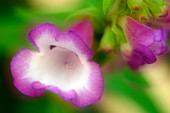 Penstemon flowers