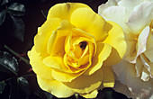 Rose (Rosa 'Chris') flower