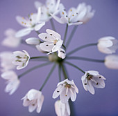 Allium flower head (Allium sp.)