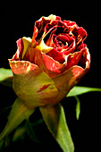 Rose bud (Rosa sp.)