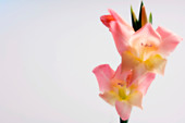 Sword lily (Gladiolus hybrid)