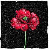 Poppy flower,woodcut