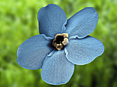 Forget-me-not flower,SEM