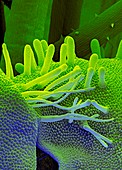 Water mint flower hairs,SEM