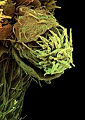 Stinging nettle flower,SEM