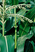 Male flowers of the maize plant