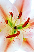 Lily flower