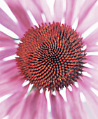 Echinacea flower