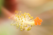 Hibiscus reproductive organ