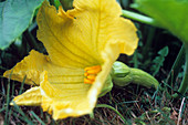 Female butternut squash flower