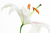 Lily flower reproduction