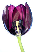 Tulip's reproductive structures