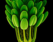 Columbine flower stamens,SEM