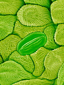 Plant pore,SEM