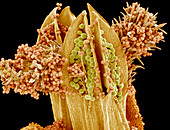 Sunflower pistil,SEM