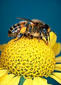Honey bee on ox-eye chamomile