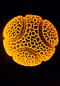 Pollen grain of the passion flower